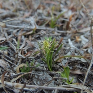 Carex breviculmis at Conder, ACT - 21 Aug 2014 06:31 PM