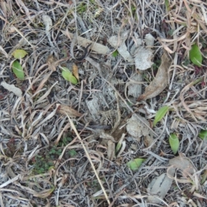 Ophioglossum lusitanicum subsp. coriaceum at Conder, ACT - 21 Aug 2014