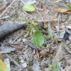 Ophioglossum lusitanicum subsp. coriaceum at Conder, ACT - 21 Aug 2014