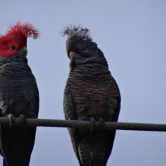 Callocephalon fimbriatum (Gang-gang Cockatoo) at Isaacs, ACT - 25 Aug 2014 by galah681