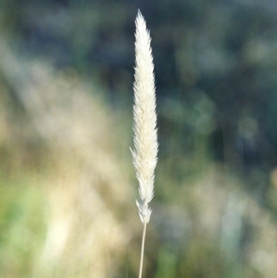 Deyeuxia quadriseta (Reed Bent) at Tuggeranong Hill - 17 Dec 2005 by michaelb