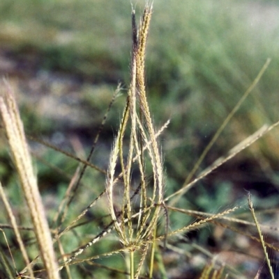 Chloris truncata (Windmill Grass) at Bonython, ACT - 8 Apr 2007 by MichaelBedingfield