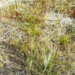 Chloris truncata (Windmill Grass) at Conder, ACT - 30 Nov 1999 by MichaelBedingfield