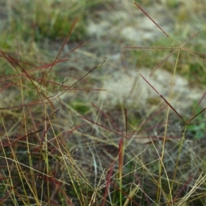 Chloris truncata at Conder, ACT - 21 Apr 2000