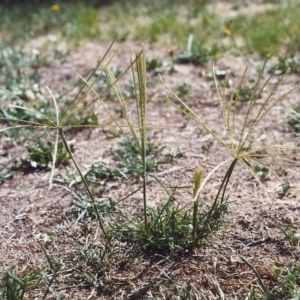 Chloris truncata at Theodore, ACT - 27 Jan 2001