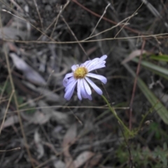 Brachyscome rigidula (Hairy Cut-leaf Daisy) at Campbell, ACT - 27 May 2015 by SilkeSma