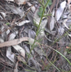 Brachyscome rigidula at Campbell, ACT - 28 May 2015 09:23 AM