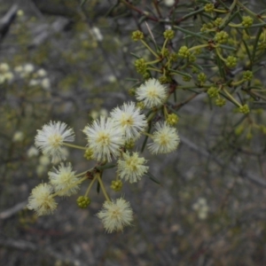 Acacia genistifolia at Campbell, ACT - 28 May 2015 09:34 AM