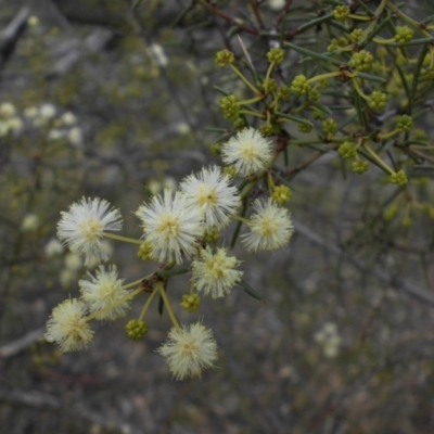 Acacia genistifolia (Early Wattle) at Campbell, ACT - 27 May 2015 by SilkeSma