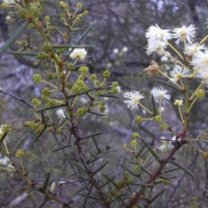 Acacia genistifolia at Campbell, ACT - 28 May 2015 09:34 AM