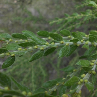 Acacia paradoxa (Kangaroo Thorn) at Campbell, ACT - 28 May 2015 by SilkeSma