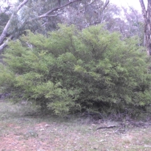 Acacia paradoxa at Campbell, ACT - 28 May 2015