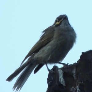 Caligavis chrysops at Tennent, ACT - 3 Mar 2014