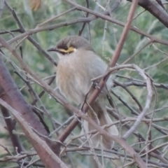 Caligavis chrysops (Yellow-faced Honeyeater) at Tennent, ACT - 16 Mar 2015 by MichaelBedingfield