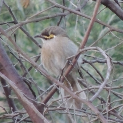 Caligavis chrysops (Yellow-faced Honeyeater) at Tennent, ACT - 15 Mar 2015 by michaelb
