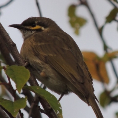 Caligavis chrysops (Yellow-faced Honeyeater) at Paddys River, ACT - 12 Mar 2014 by michaelb