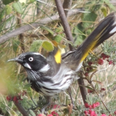 Phylidonyris novaehollandiae (New Holland Honeyeater) at Conder, ACT - 5 Sep 2014 by michaelb