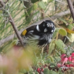 Phylidonyris novaehollandiae at Conder, ACT - 5 Sep 2014 12:36 PM