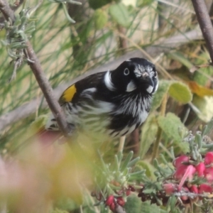 Phylidonyris novaehollandiae at Conder, ACT - 5 Sep 2014 12:36 PM