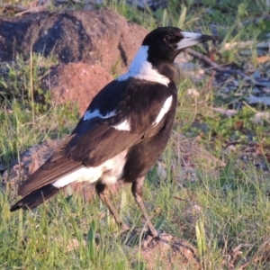 Gymnorhina tibicen at Kambah, ACT - 30 Sep 2014