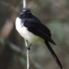 Rhipidura leucophrys (Willie Wagtail) at Paddys River, ACT - 9 May 2018 by michaelb