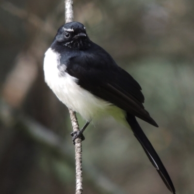 Rhipidura leucophrys (Willie Wagtail) at Paddys River, ACT - 10 May 2018 by MichaelBedingfield