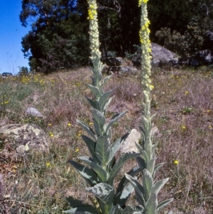 Verbascum thapsus subsp. thapsus at Steeple Flat, NSW - 12 Jan 1998 12:00 AM