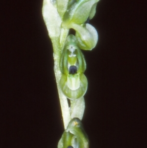 Hymenochilus bicolor (ACT) = Pterostylis bicolor (NSW) at Tidbinbilla Nature Reserve - suppressed