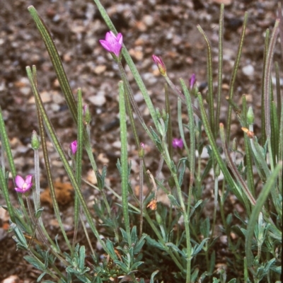 Epilobium billardiereanum subsp. cinereum (Hairy Willow Herb) at Tidbinbilla Nature Reserve - 30 Jan 2004 by BettyDonWood