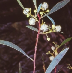 Acacia penninervis var. penninervis (Hickory Wattle) at Black Mountain - 24 Dec 2004 by BettyDonWood