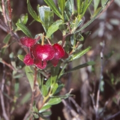 Dodonaea viscosa subsp. spatulata/cuneata intergrade at Black Mountain - 2 Nov 2004 by BettyDonWood