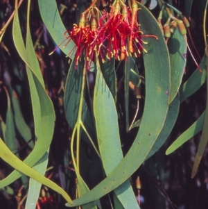 Amyema miquelii at Bungendore, NSW - 7 Apr 2002