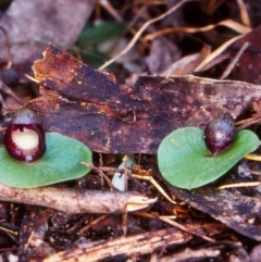 Corysanthes incurva (Slaty Helmet Orchid) at Tidbinbilla Nature Reserve - 29 Aug 2002 by BettyDonWood