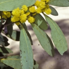 Acacia obliquinervia (Mountain Hickory) at Badja State Forest - 13 Oct 1997 by BettyDonWood