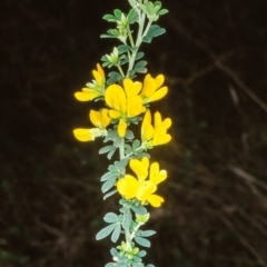 Genista monspessulana (Cape Broom, Montpellier Broom) at North Narooma, NSW - 8 Aug 1998 by BettyDonWood