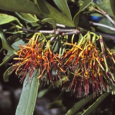 Amyema congener subsp. congener (A Mistletoe) at Tilba Tilba, NSW - 21 Oct 1997 by BettyDonWood