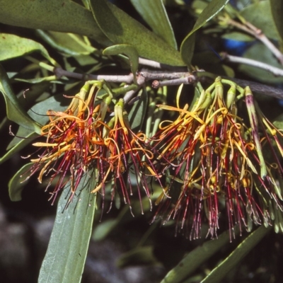 Amyema congener subsp. congener (A Mistletoe) at Undefined - 22 Oct 1997 by BettyDonWood