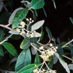 Pomaderris x cinerea at Doctor George Mountain, NSW - 3 Dec 1998 by BettyDonWood