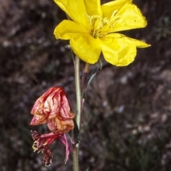 Oenothera stricta subsp. stricta (Common Evening Primrose) at Bega, NSW - 15 Oct 1997 by BettyDonWood