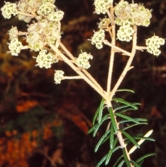 Astrotricha sp. Wallagaraugh (R.O.Makinson 1228) NSW Herbarium (Merimbula Star-hair) at North Tura - 22 Nov 1997 by BettyDonWood