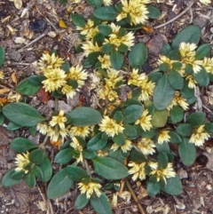 Alternanthera sp. A Flora of NSW (M. Gray 5187) J. Palmer at Black Mountain - 7 Dec 2001 by BettyDonWood