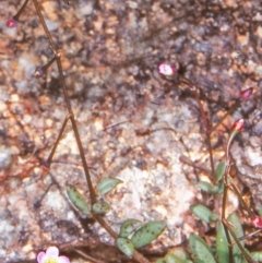 Calandrinia eremaea (Small Purslane) at Namadgi National Park - 28 Oct 2004 by BettyDonWood