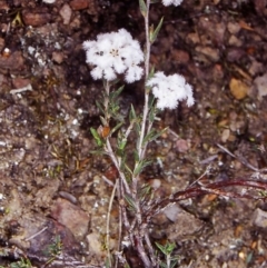 Leucopogon virgatus (Common Beard-heath) at Black Mountain - 18 Oct 2002 by BettyDonWood