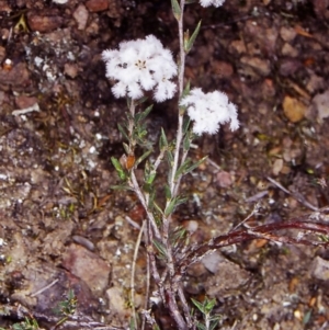 Leucopogon virgatus at Black Mountain - 18 Oct 2002 12:00 AM