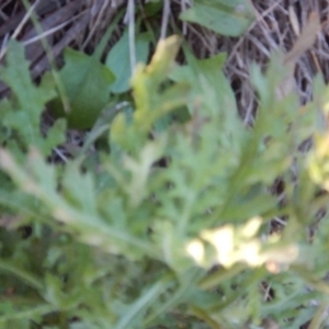 Senecio bathurstianus at Stromlo, ACT - 30 May 2015 03:03 PM