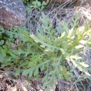 Senecio bathurstianus at Stromlo, ACT - 30 May 2015 03:03 PM