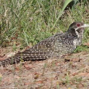 Eudynamys orientalis at Conder, ACT - 3 Feb 2015 05:30 PM