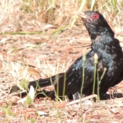 Eudynamys orientalis (Pacific Koel) at Conder, ACT - 3 Feb 2015 by michaelb