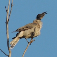 Philemon corniculatus (Noisy Friarbird) at Greenway, ACT - 19 Feb 2015 by michaelb