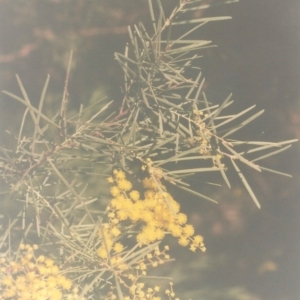 Acacia boormanii at Conder, ACT - 29 Aug 2010